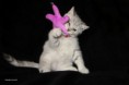 /album/galeria-de-fotos%3a-ninhada-n%c3%a3o-registada/louie-3-jpg/